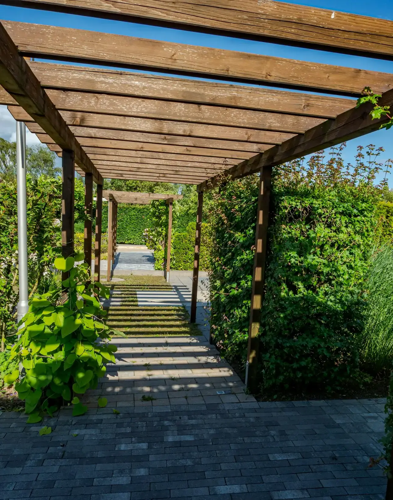 Cedar pergola over a stone walkway lined with climbing plants and trimmed hedges