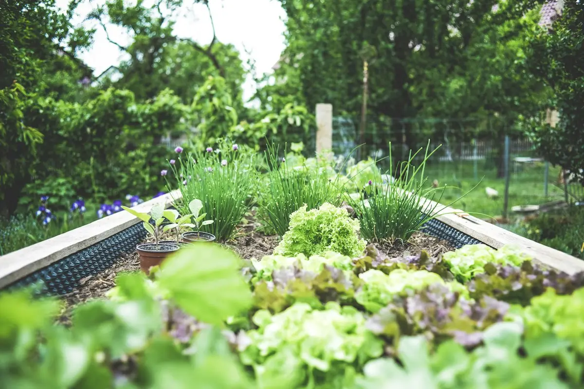 Wooden raised garden bed growing lettuce and chives